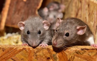 How are mice harmful to your home?