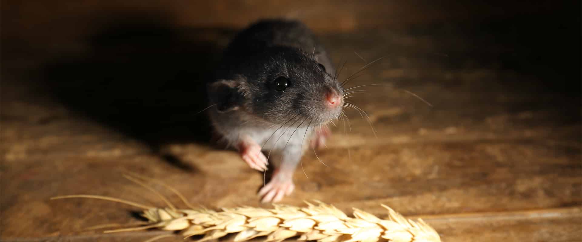 éléments attirants des rats dans une maison 