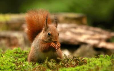 How to deal with squirrel poisoning problems in your garden?