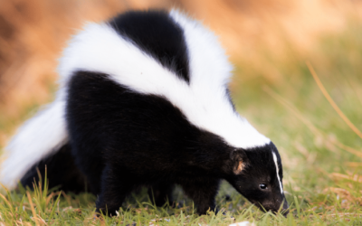 How to get rid of skunks?