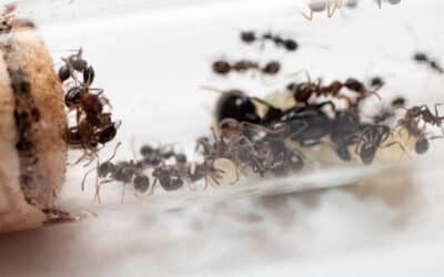 Comment se débarrasser des fourmis?