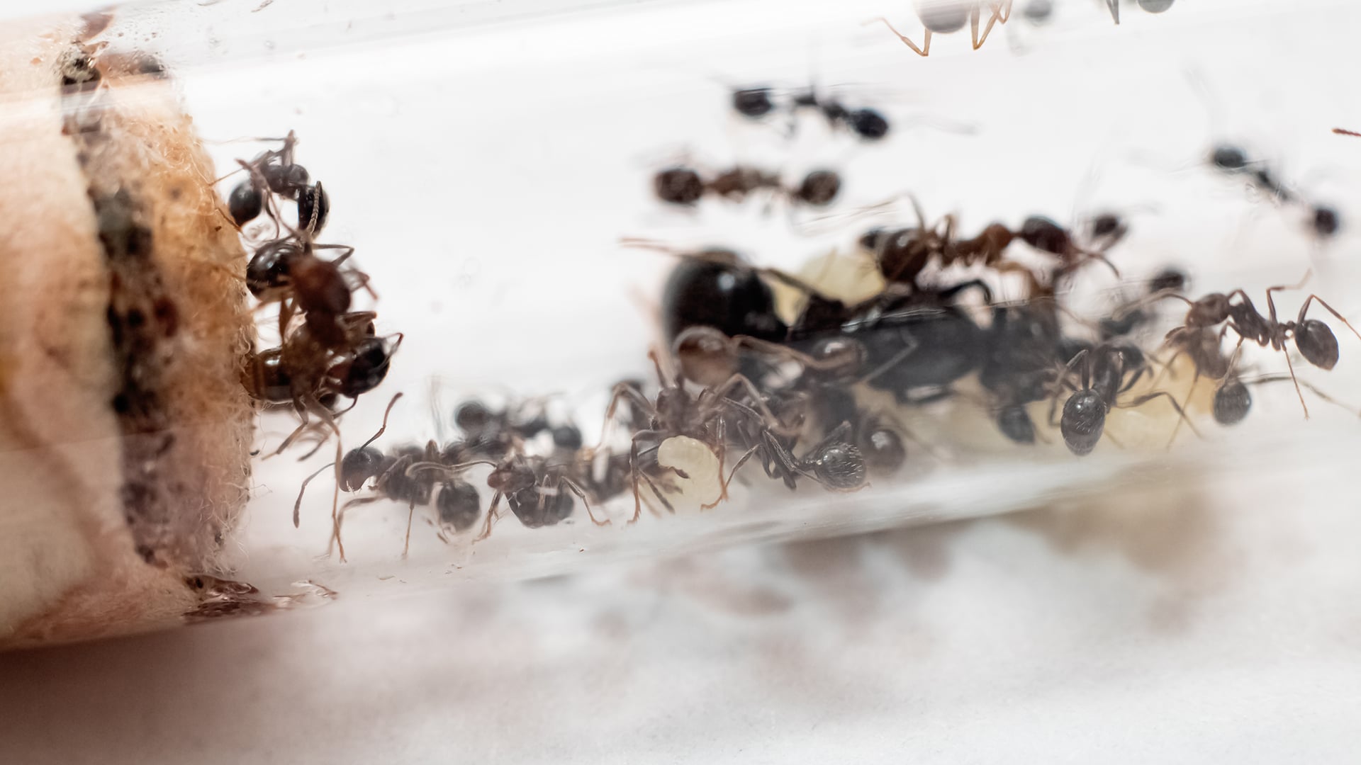 Comment Se Debarrasser Des Fourmis