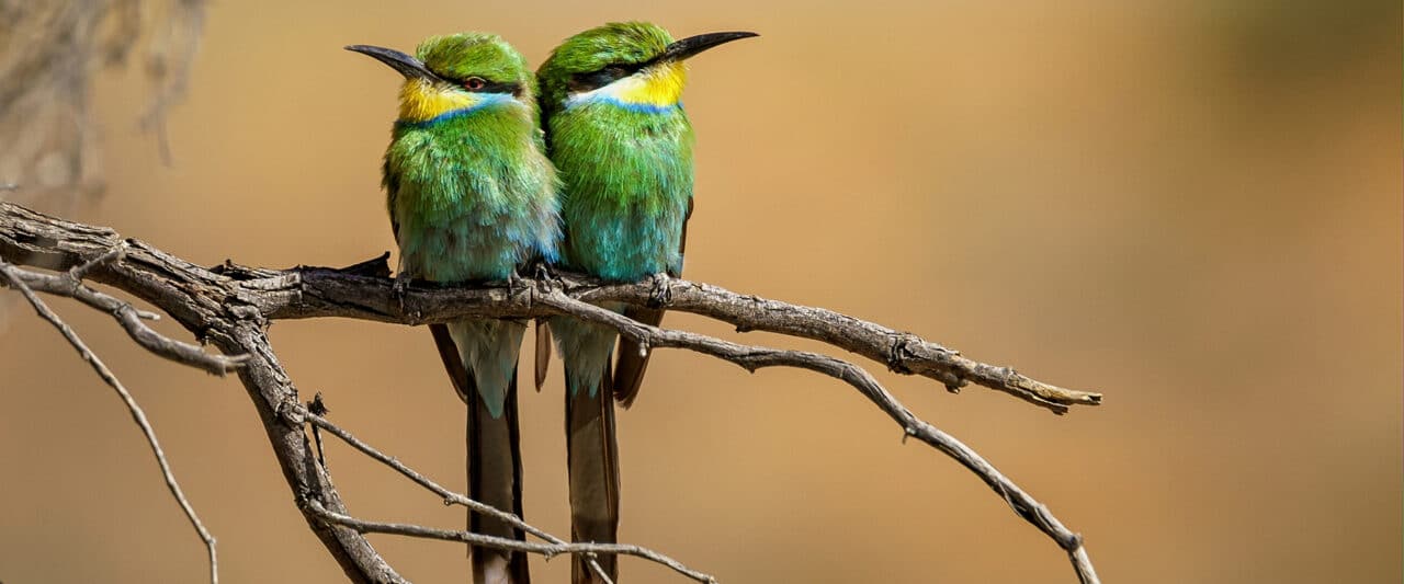 Comment faire sortir un oiseau de sa maison ? - Urgence Faune