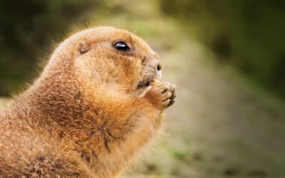 How to get rid of marmots?