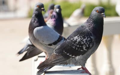 What diseases can pigeons transmit to humans?