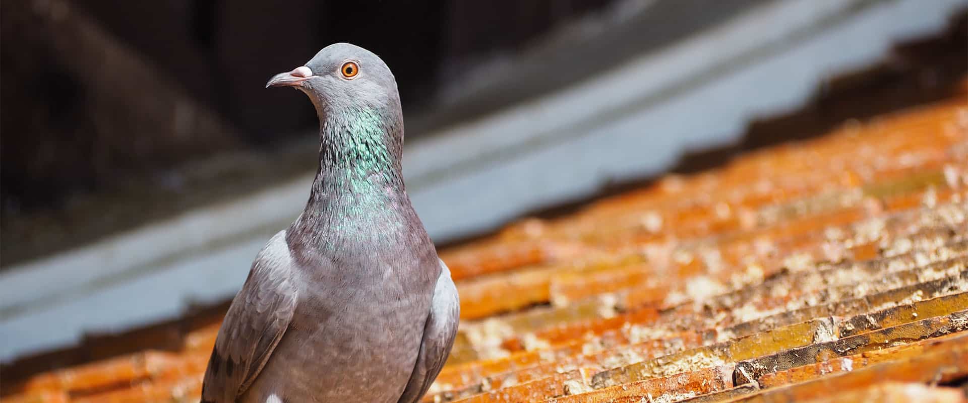 Pigeon and disease communicable to humans