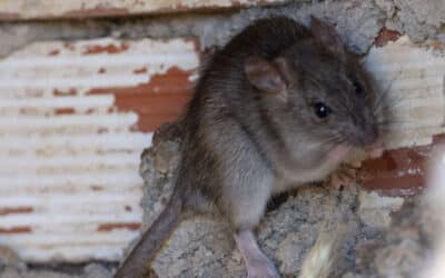 How to tell the difference between a mouse and a field mouse?