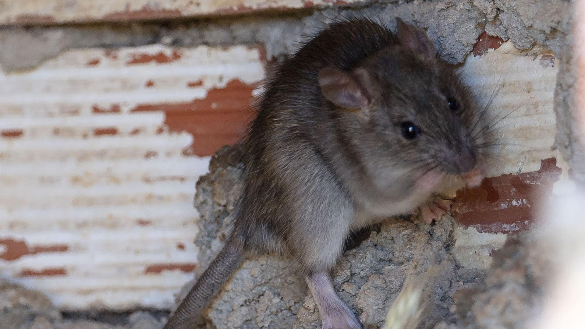 Quelles sont les différences entre un rat, une souris et un mulot