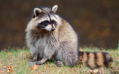 What is raccoon rabies and how to protect yourself from it?